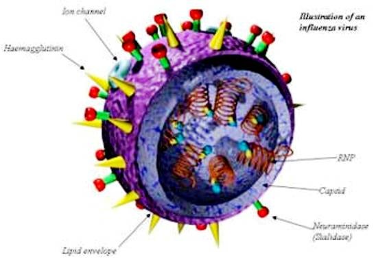 swine-flu1